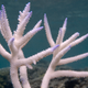 Illustration for article titled This is What a Mass Die-off of Earth's Coral Reefs Looks Like